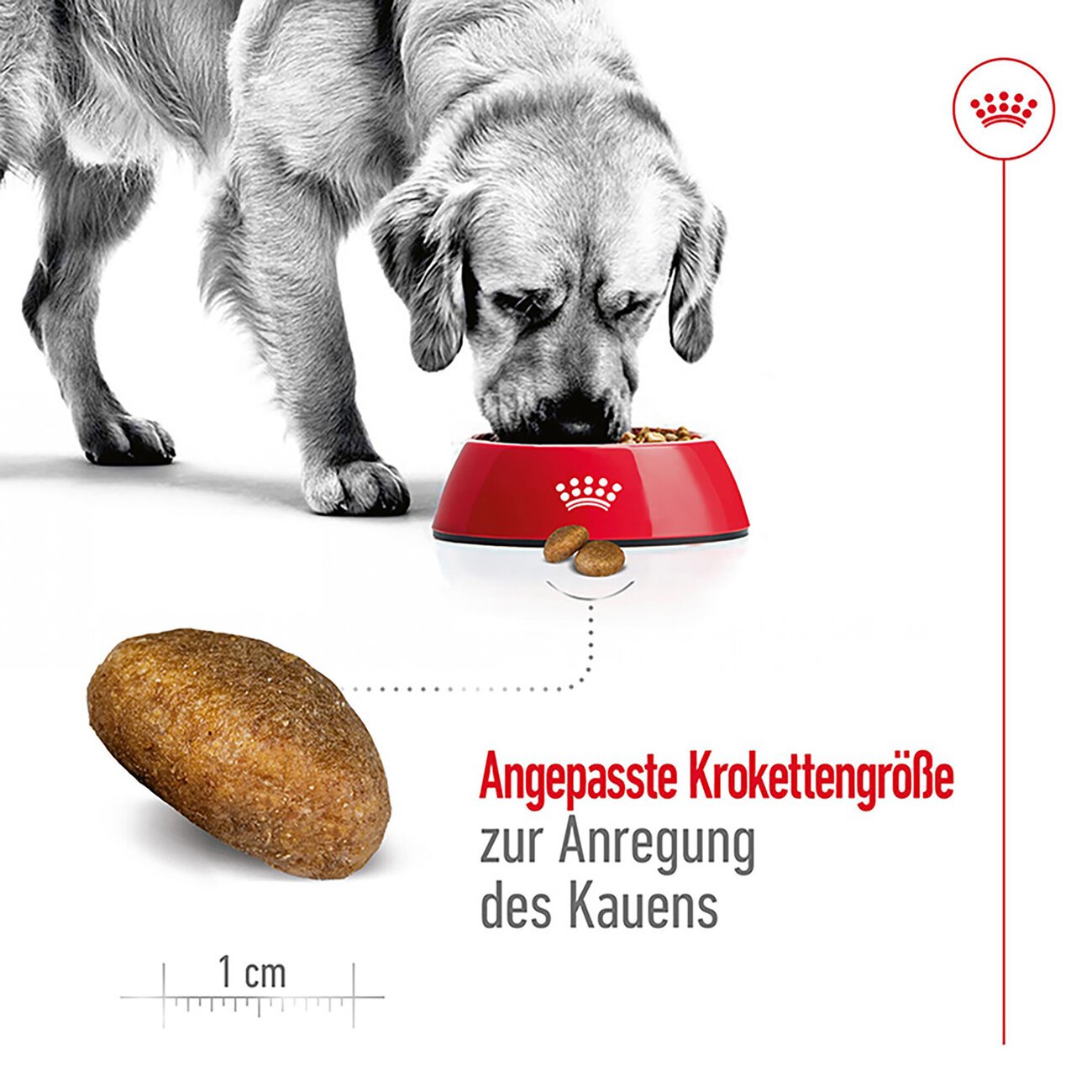 Royal Canin Maxi Adult Trockenfutter für große Hunde Bild 4