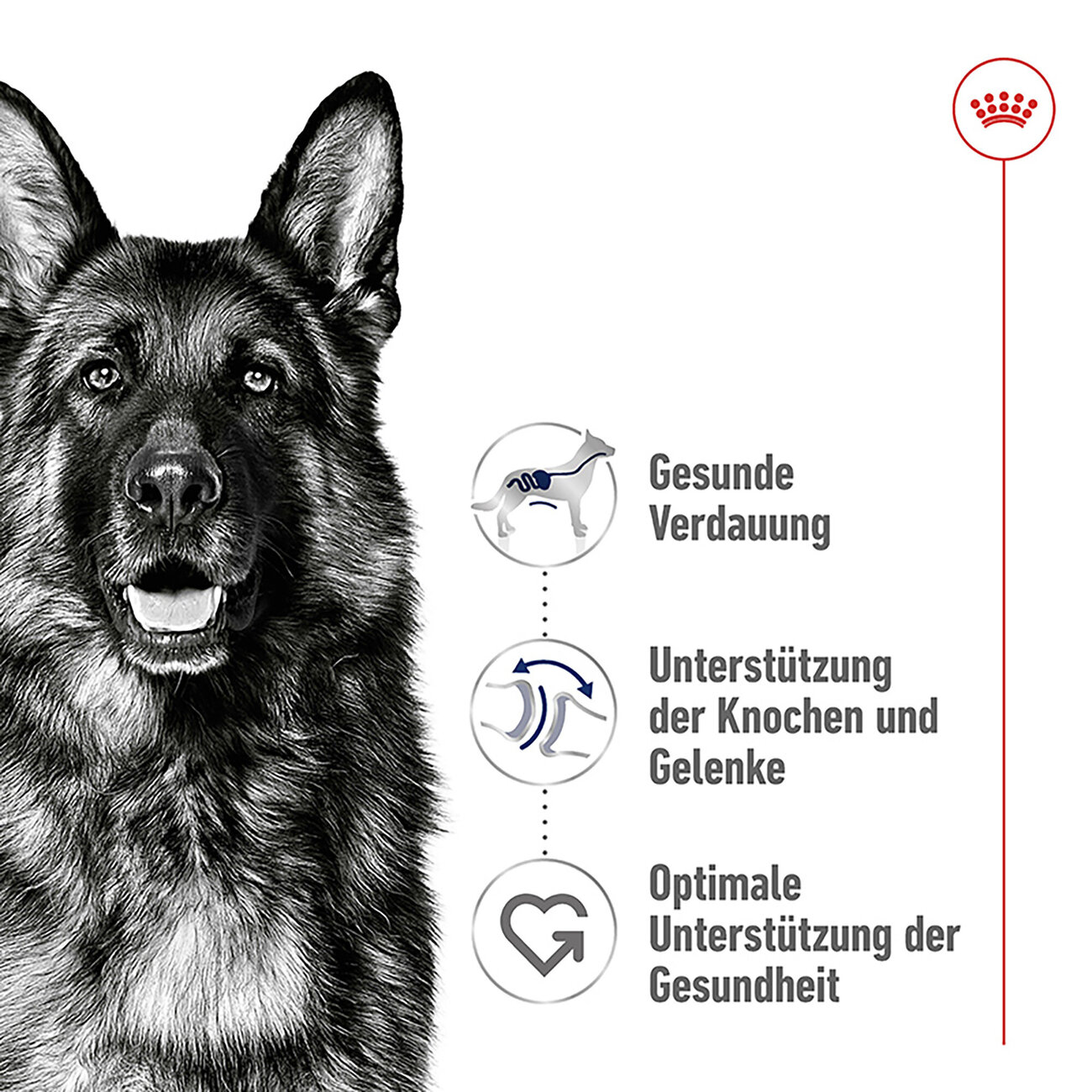 Royal Canin Maxi Adult Trockenfutter für große Hunde Bild 6