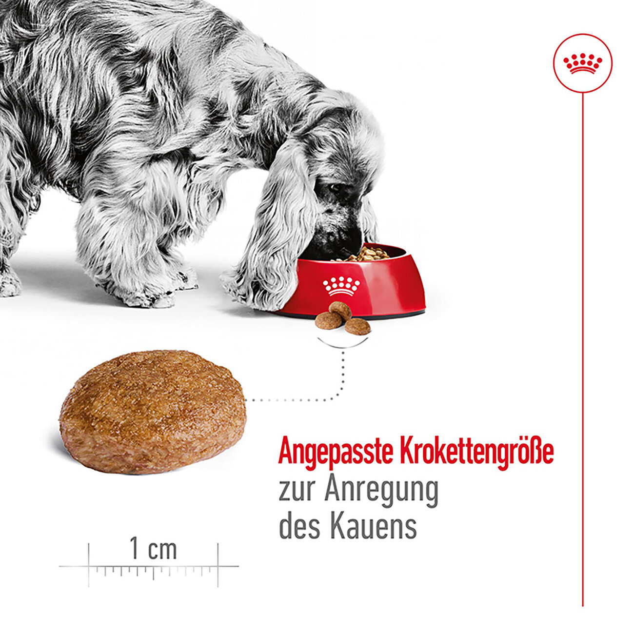 Royal Canin Medium Adult 7+  Trockenfutter für ältere mittelgroße Hunde Bild 3
