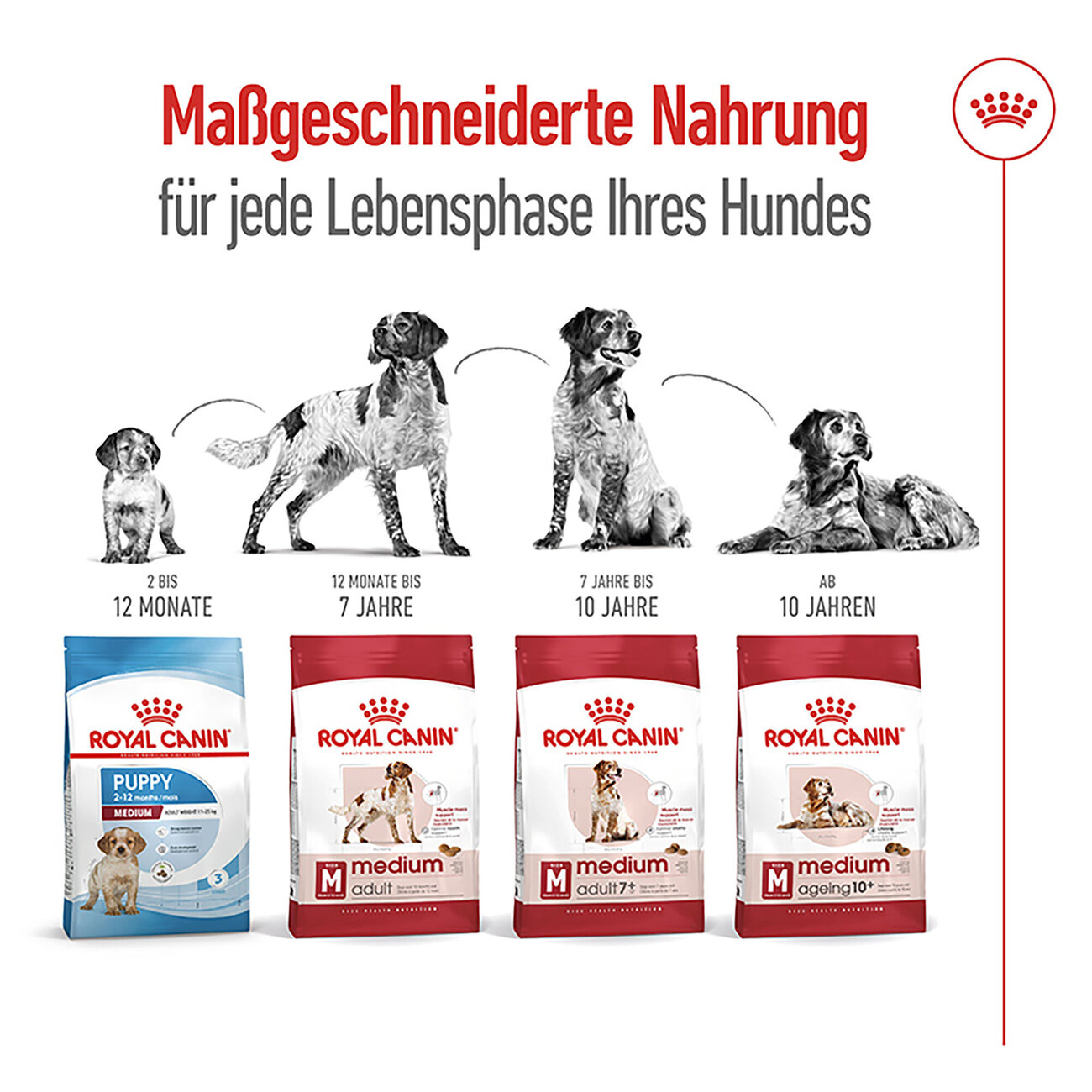 Royal Canin Medium Adult 7+  Trockenfutter für ältere mittelgroße Hunde Bild 4