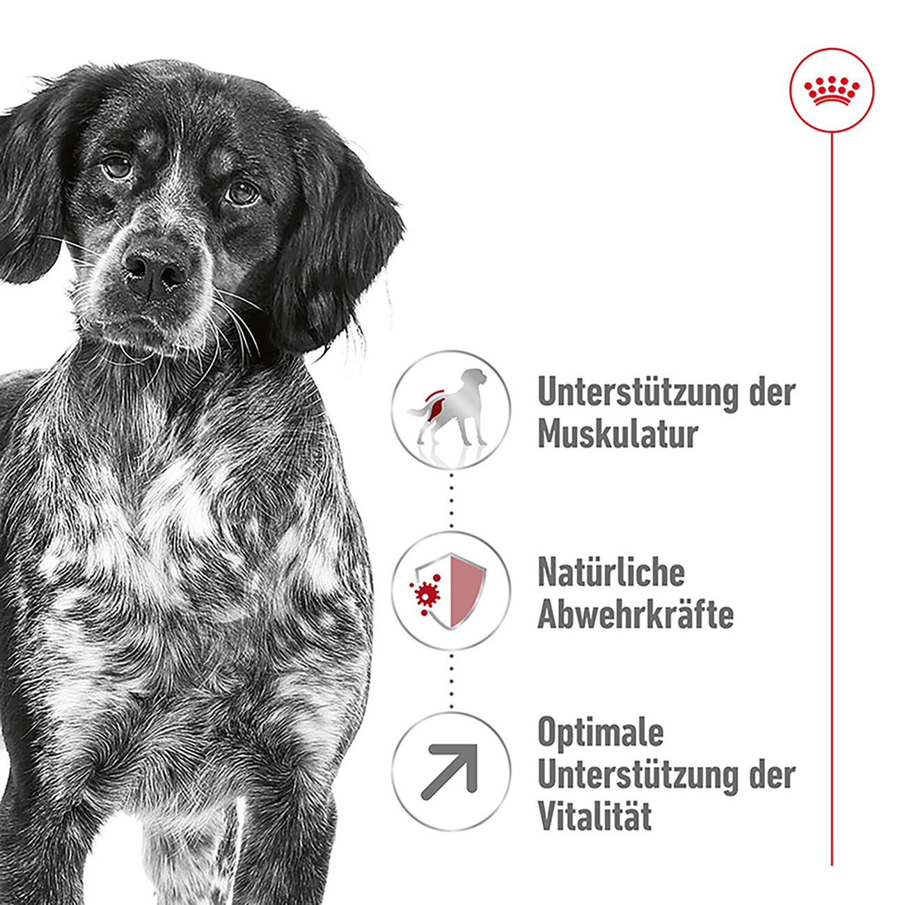 Royal Canin Medium Adult 7+  Trockenfutter für ältere mittelgroße Hunde Bild 6