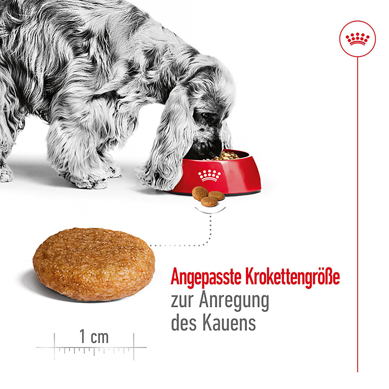 Royal Canin Medium Adult Trockenfutter für mittelgroße Hunde Bild 6