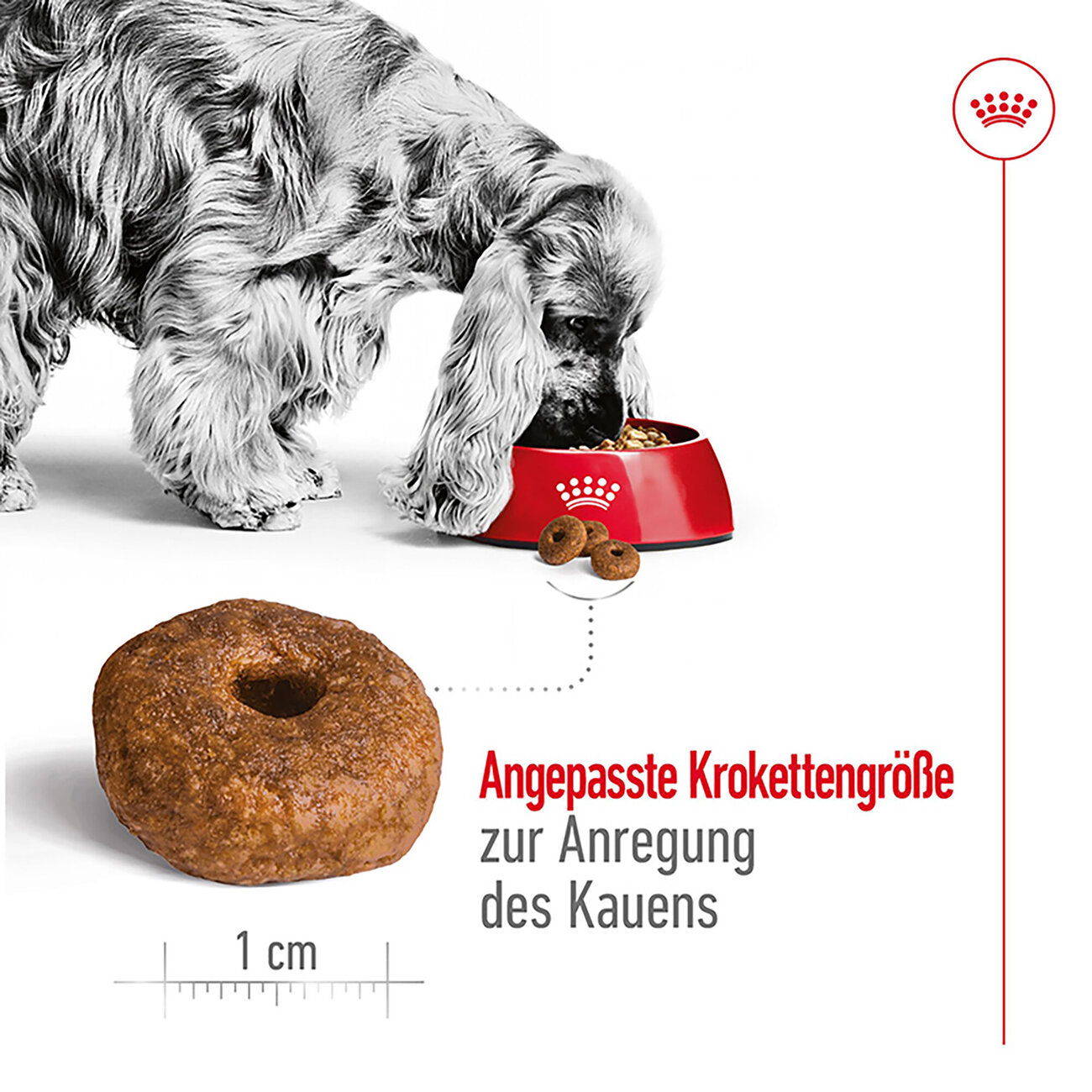 Royal Canin Medium Ageing 10+ Trockenfutter für ältere mittelgroße Hunde Bild 3