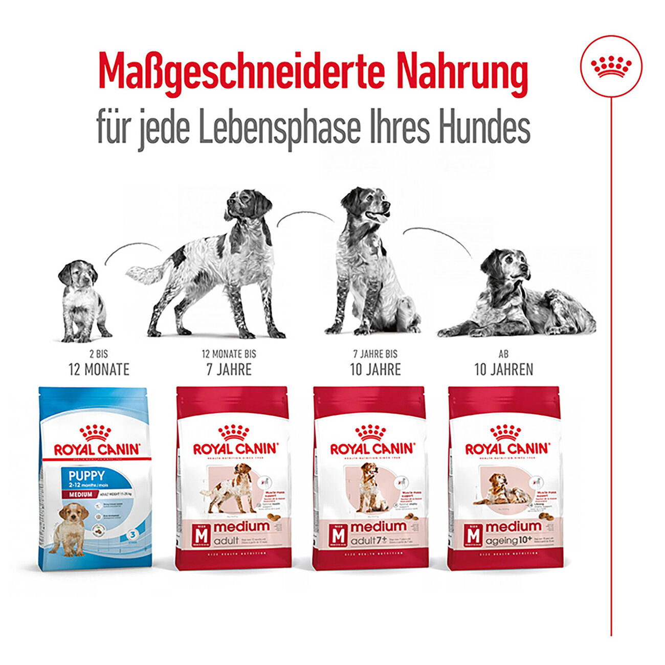 Royal Canin Medium Ageing 10+ Trockenfutter für ältere mittelgroße Hunde Bild 4