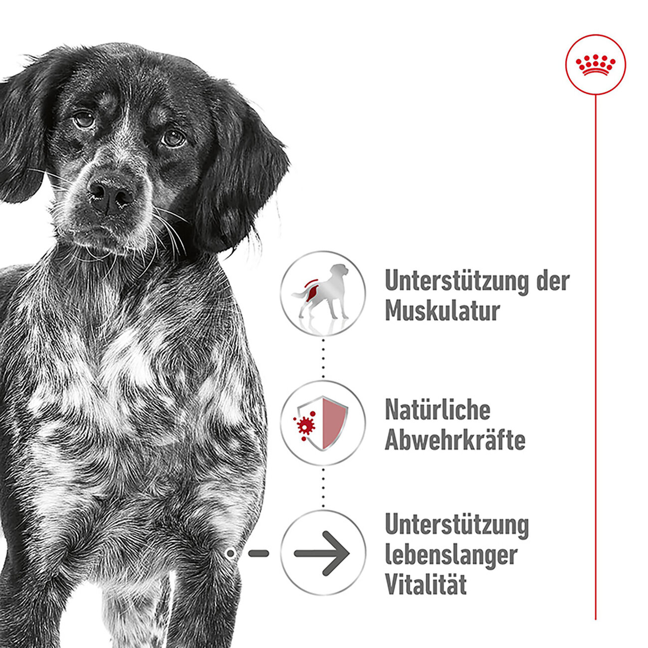 Royal Canin Medium Ageing 10+ Trockenfutter für ältere mittelgroße Hunde Bild 7
