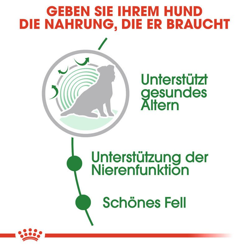 Royal Canin Mini Ageing 12+ Nassfutter für ältere kleine Hunde Bild 3