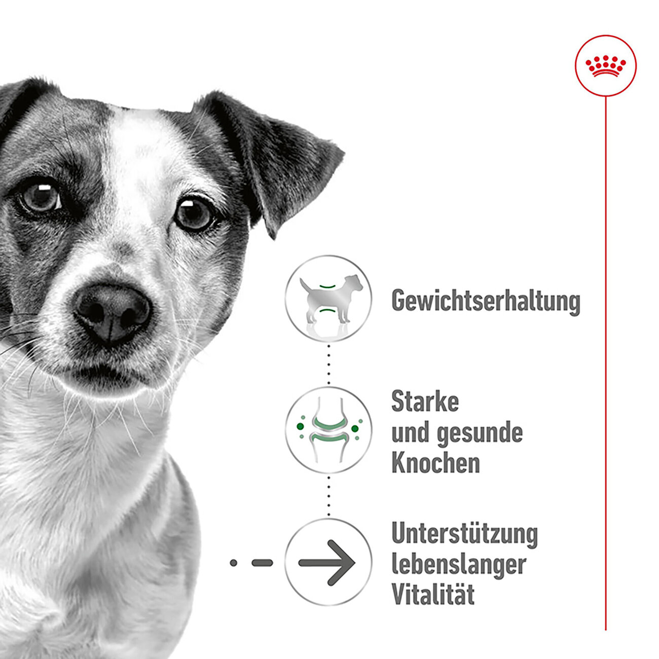 Royal Canin Mini Ageing 12+ Trockenfutter für ältere kleine Hunde Bild 3
