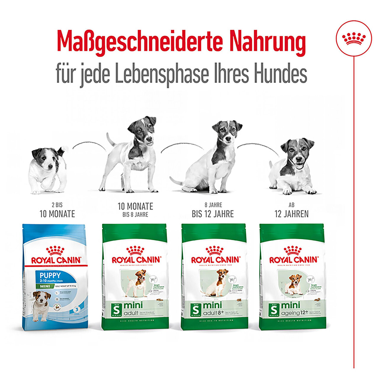 Royal Canin Mini Ageing 12+ Trockenfutter für ältere kleine Hunde Bild 7