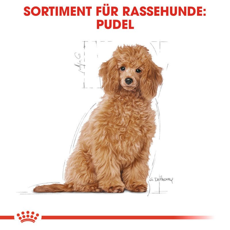 Royal Canin Poodle Puppy Welpenfutter für Pudel Bild 4