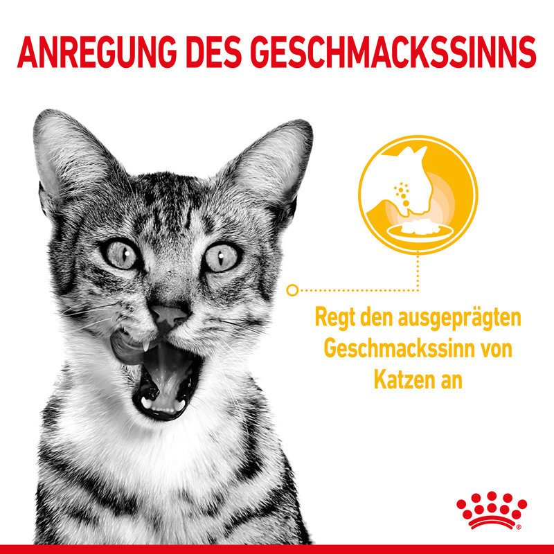 Sensory Taste Stimulation Katzen Nassfutter Bild 3