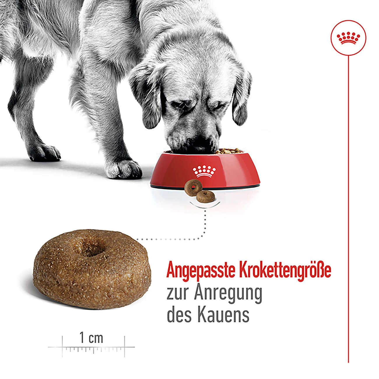 Royal Canin Size Maxi Ageing 8+ Trockenfutter für ältere große Hunde Bild 4