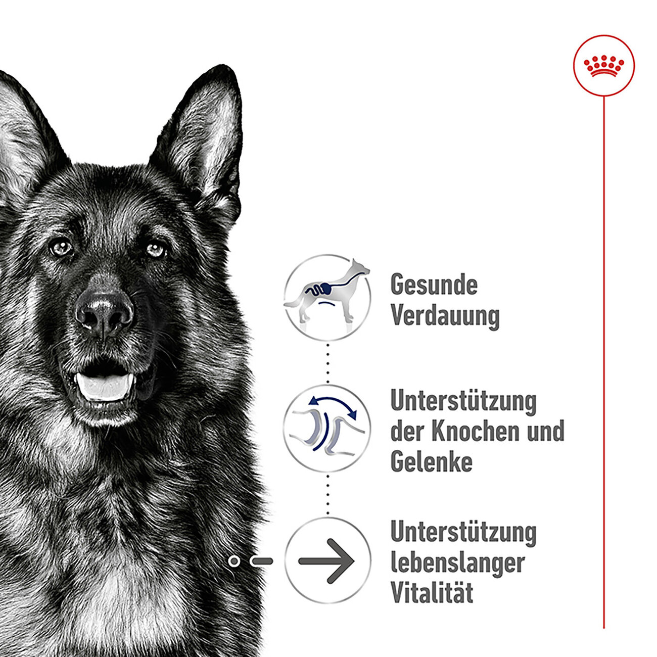 Royal Canin Size Maxi Ageing 8+ Trockenfutter für ältere große Hunde Bild 7
