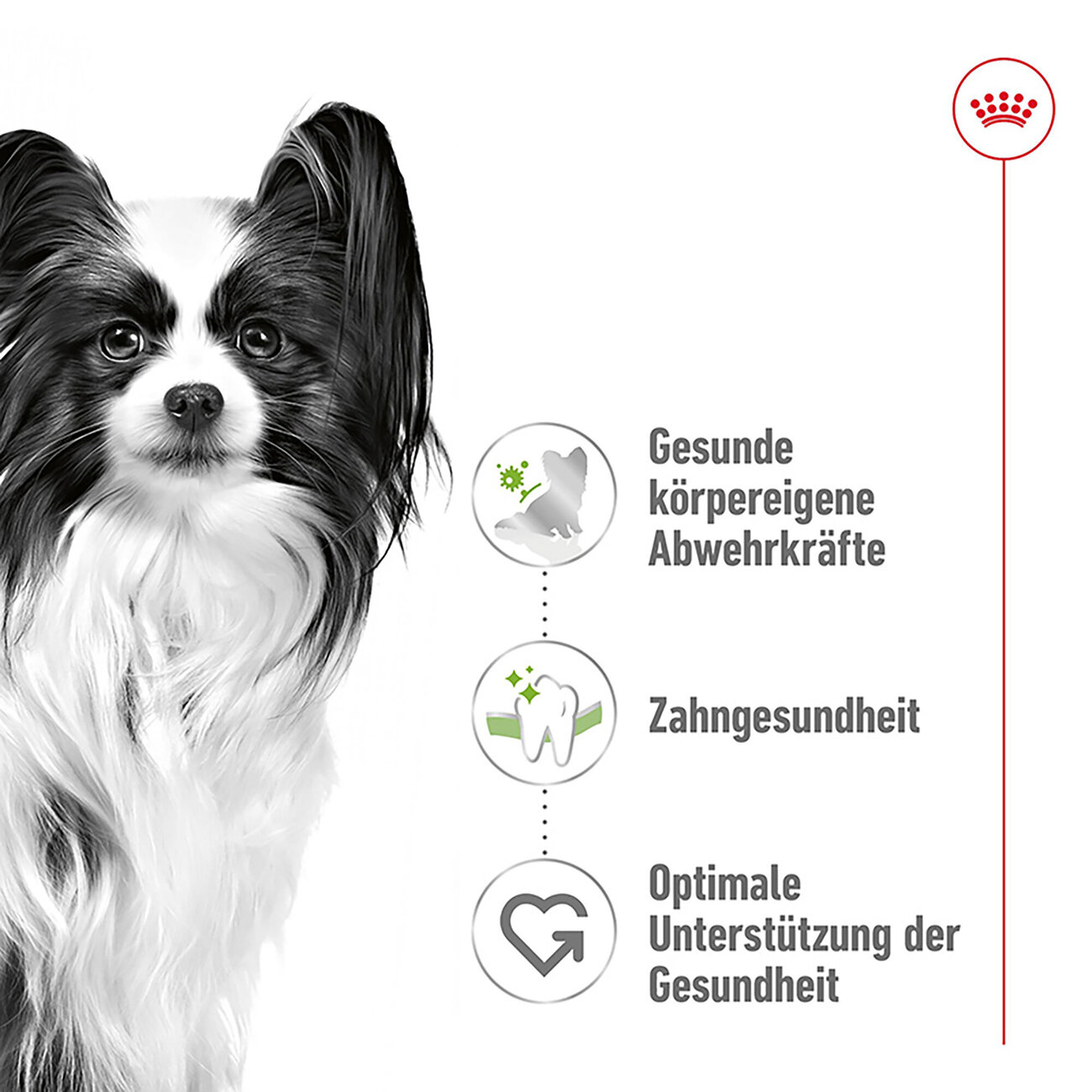 Royal Canin X-Small Adult 8+ Trockenfutter für ältere sehr kleine Hunde Bild 6