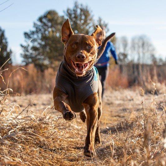 Ruffwear Climate Changer Hundepullover aus Fleece Bild 2