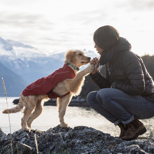 Flat Out Hundehalsband Bild 7