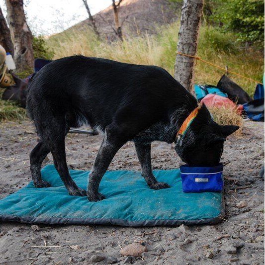 Flat Out Hundehalsband Bild 2