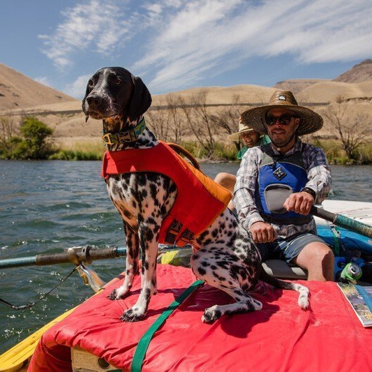 Flat Out Hundehalsband Bild 25