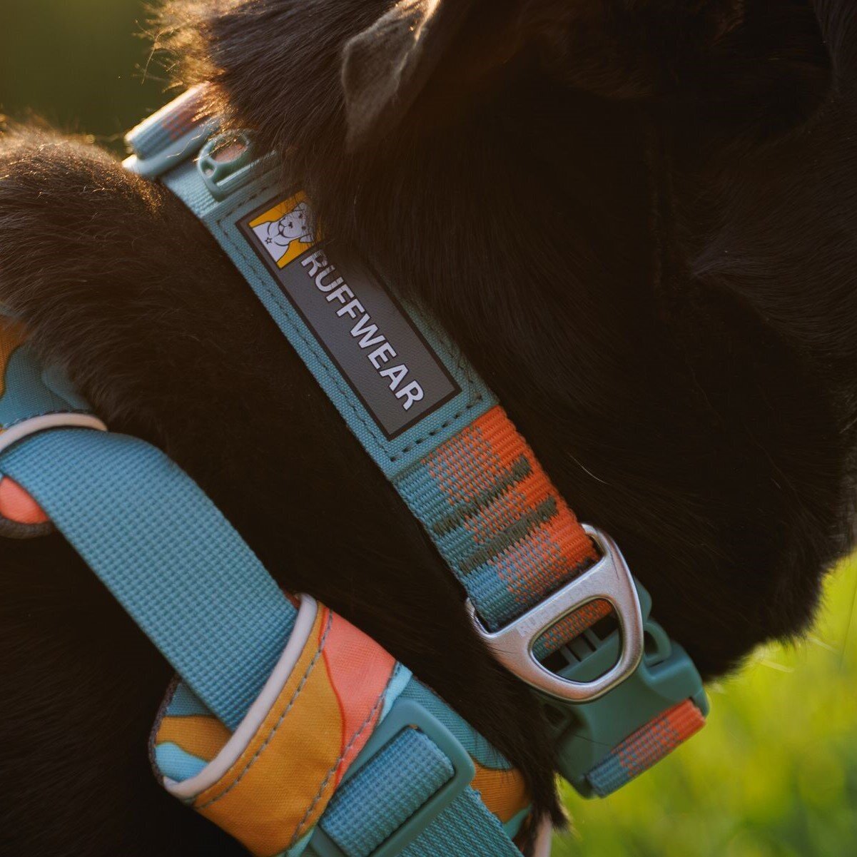 Front Range Collar Hundehalsband 2.0 Bild 44