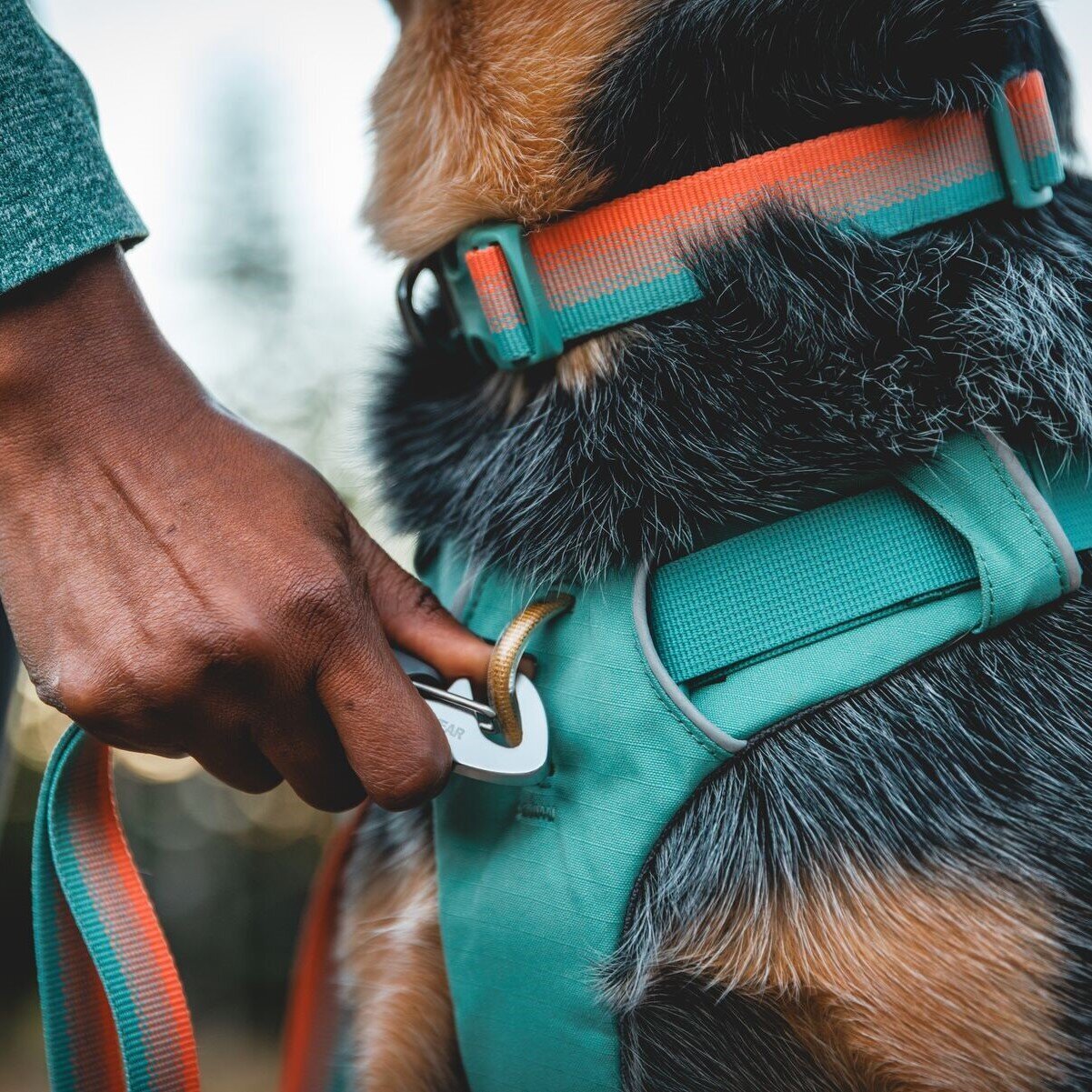 Front Range Collar Hundehalsband 2.0 Bild 45