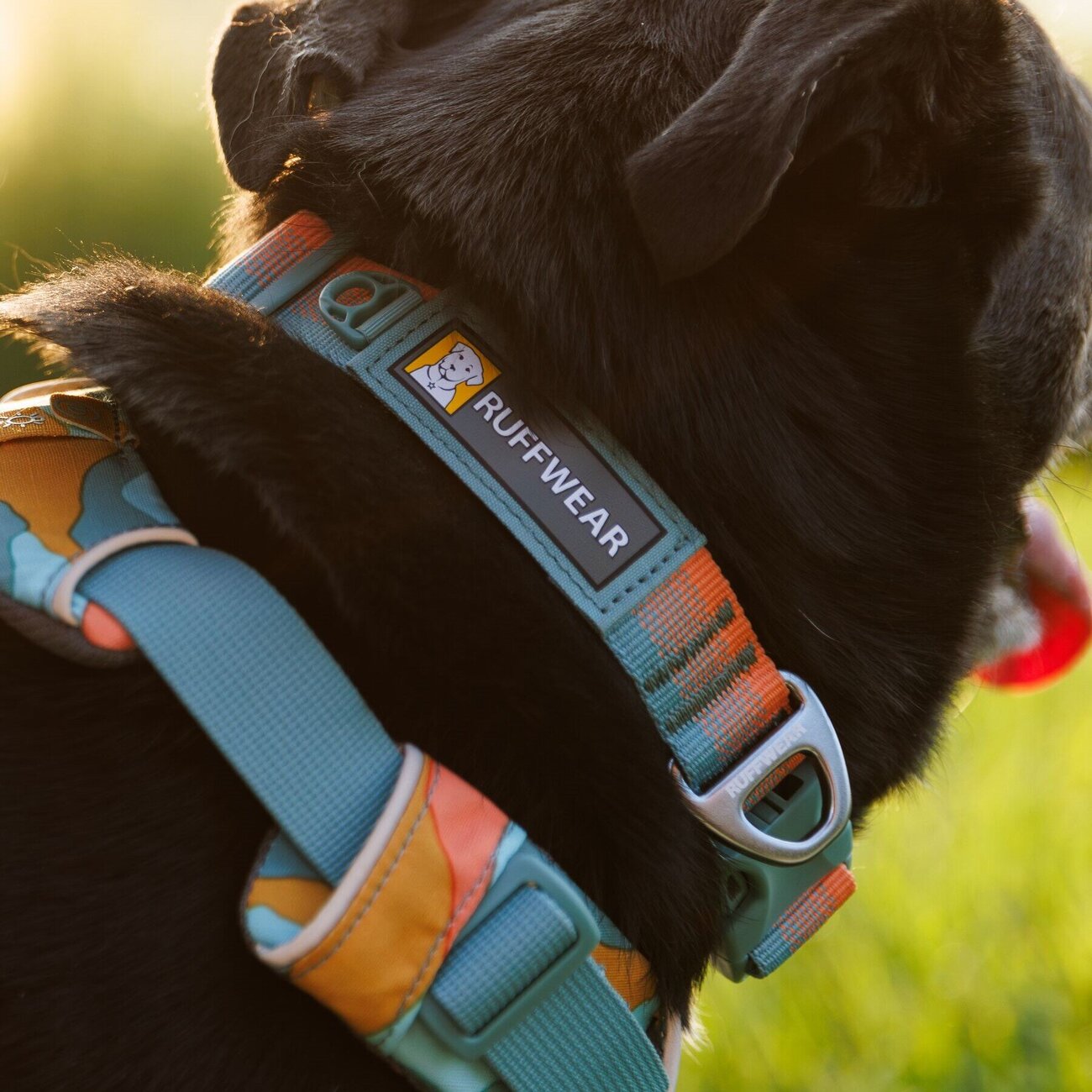 Front Range Collar Hundehalsband 2.0 Bild 48