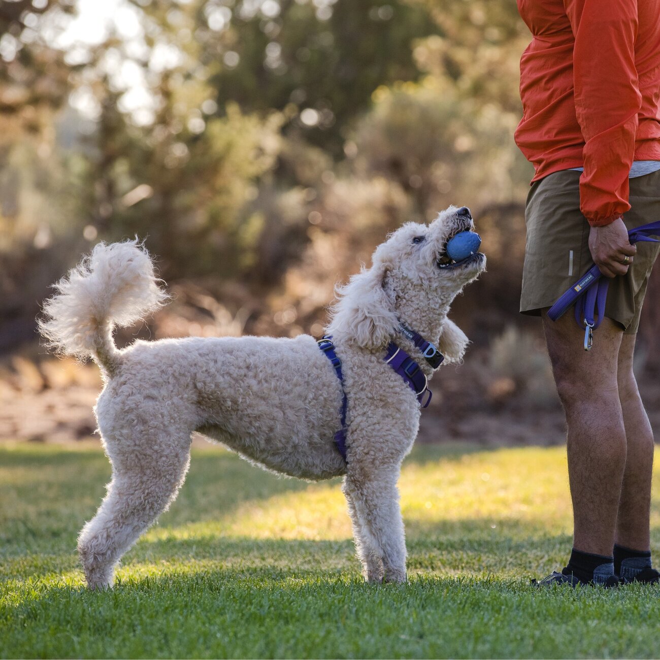 Front Range Harness Hundegeschirr 2.0 Bild 72