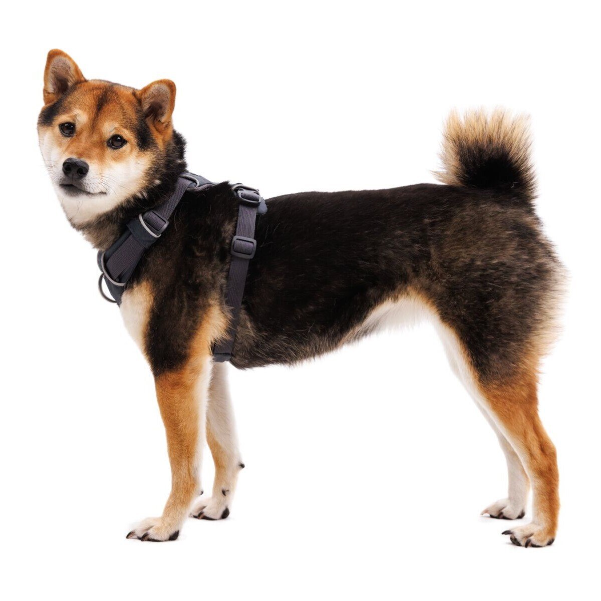 Front Range Harness Hundegeschirr 2.0 Bild 80