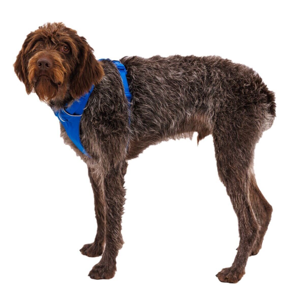 Front Range Harness Hundegeschirr 2.0 Bild 90