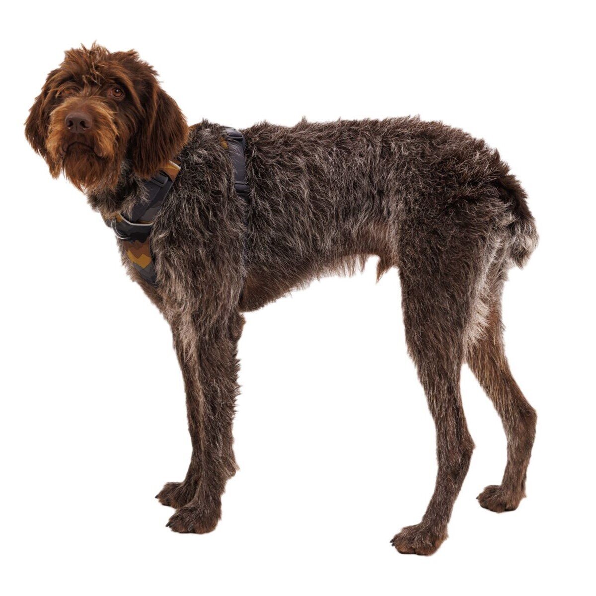 Front Range Harness Hundegeschirr 2.0 Bild 102