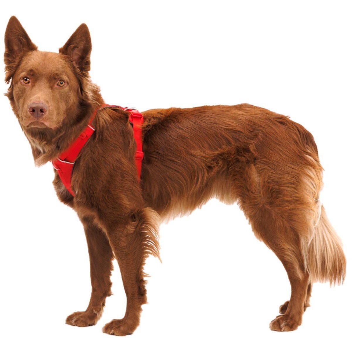 Front Range Harness Hundegeschirr 2.0 Bild 110