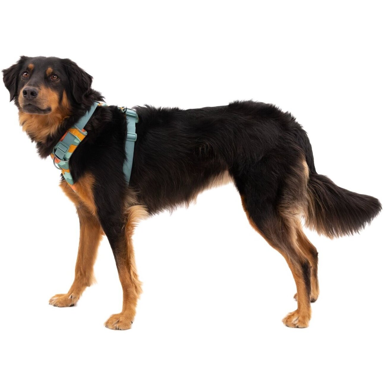 Front Range Harness Hundegeschirr 2.0 Bild 124