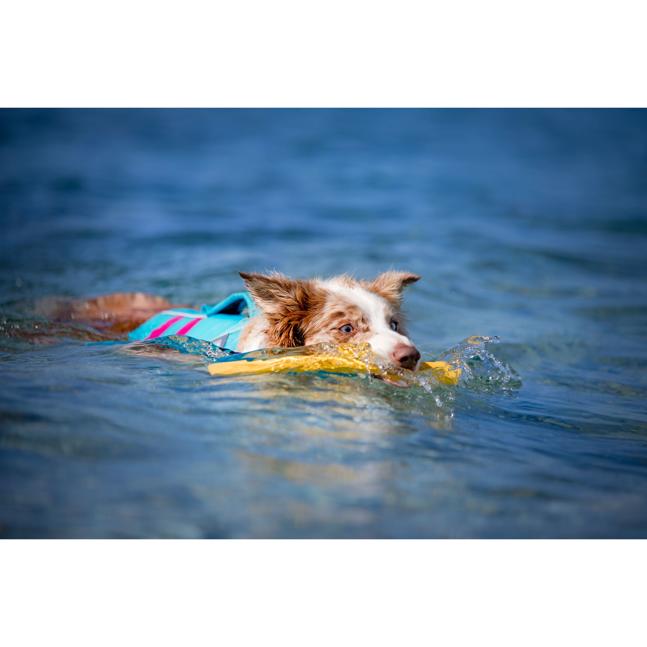 Ruffwear Hundespielzeug Gnawt-a-Stick Bild 9