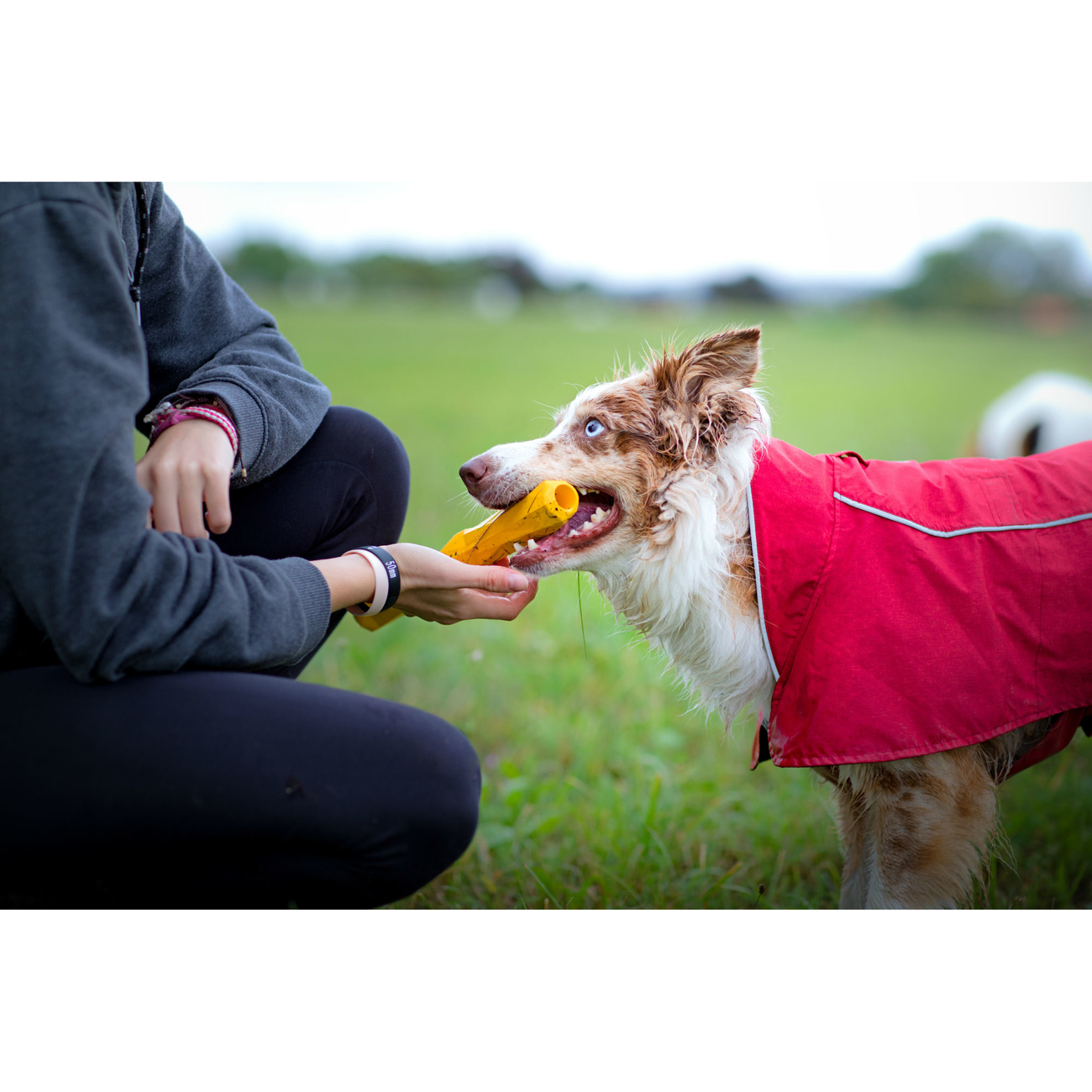 Ruffwear Hundespielzeug Gnawt-a-Stick Bild 13