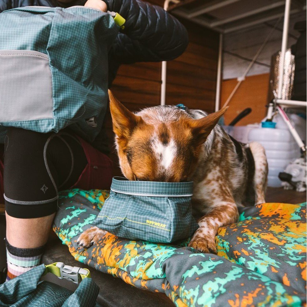 Great Basin Reisenapf Bild 2