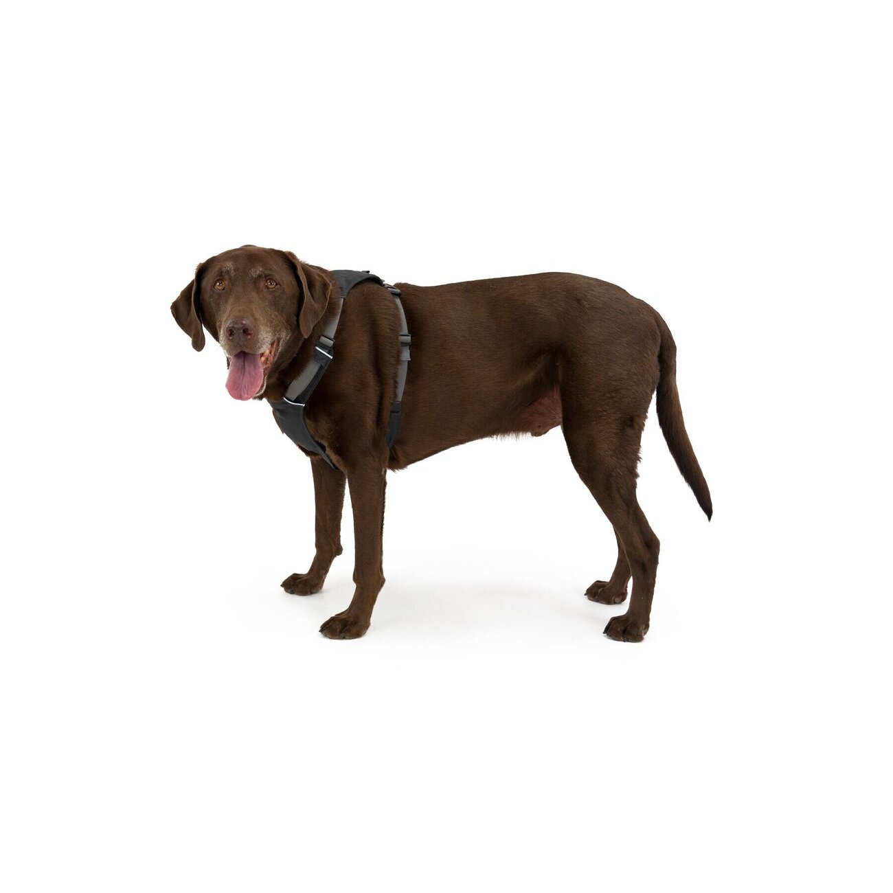 Ruffwear Hi Light Harness Hundegeschirr Bild 10