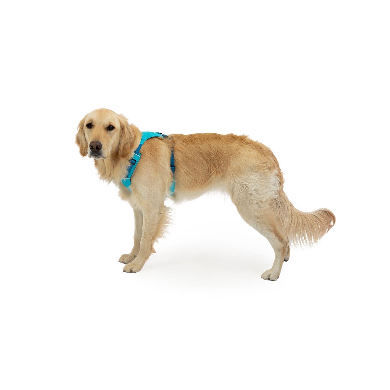 Ruffwear Hi Light Harness Hundegeschirr Bild 13