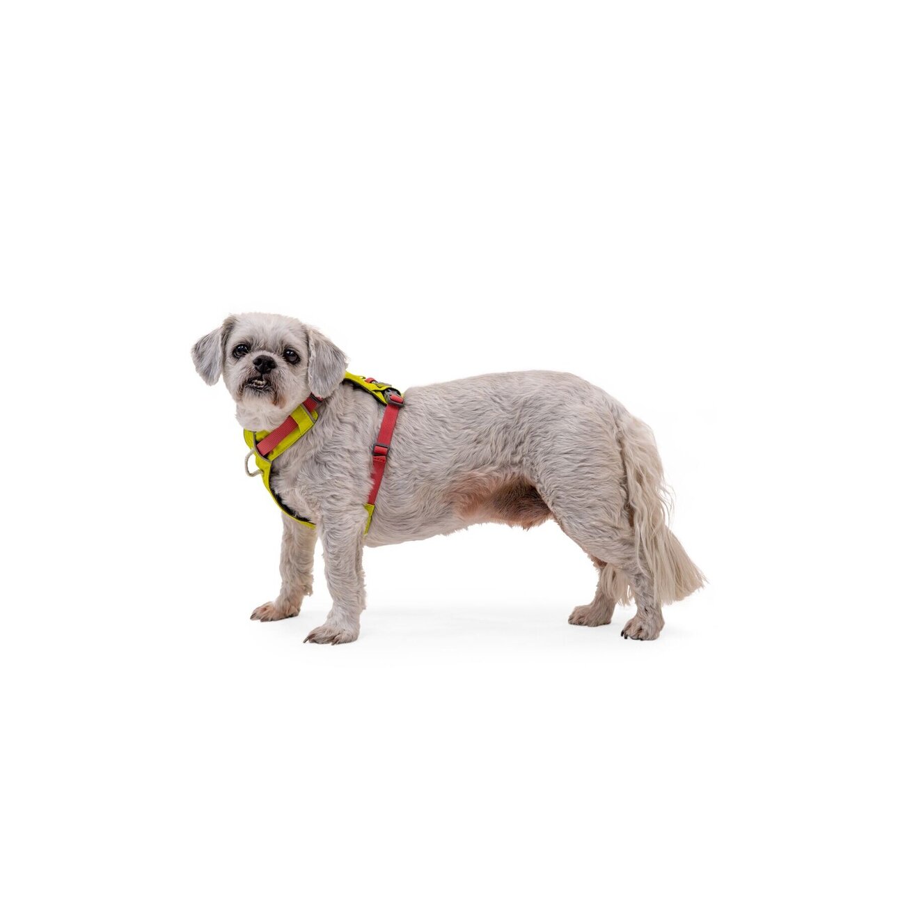 Hi & Light leichtes Hundegeschirr Bild 7