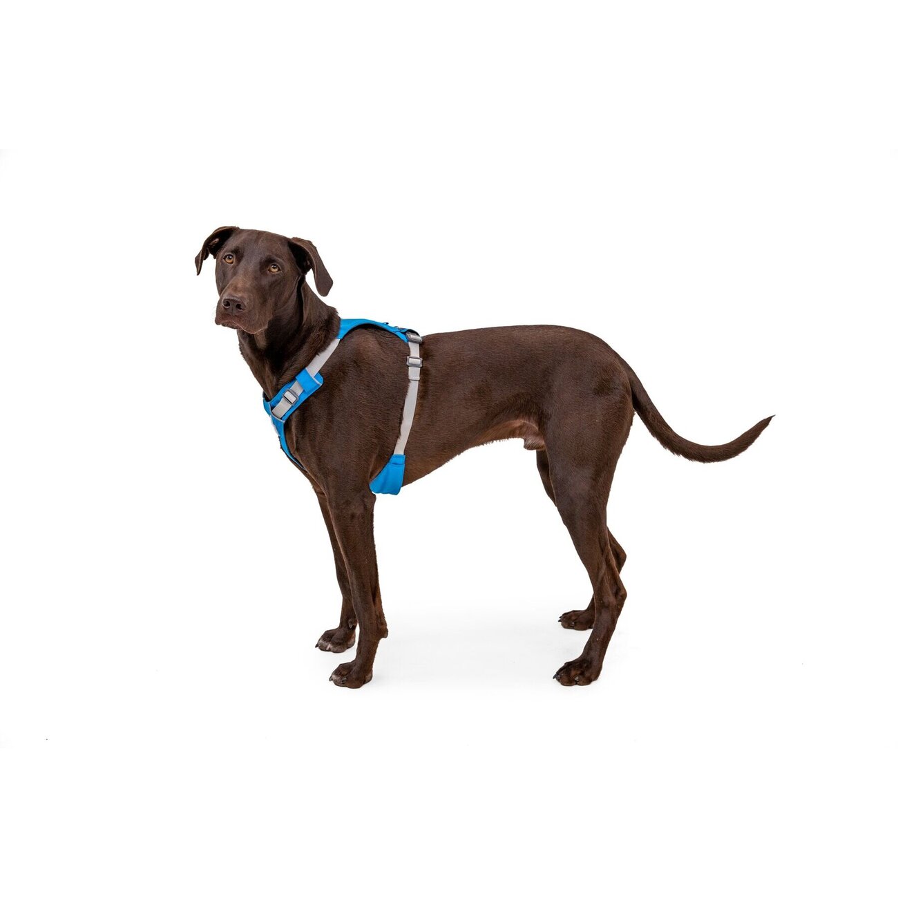 Hi & Light leichtes Hundegeschirr Bild 13