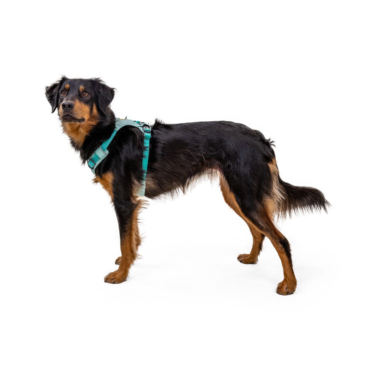 Hi & Light leichtes Hundegeschirr Bild 5