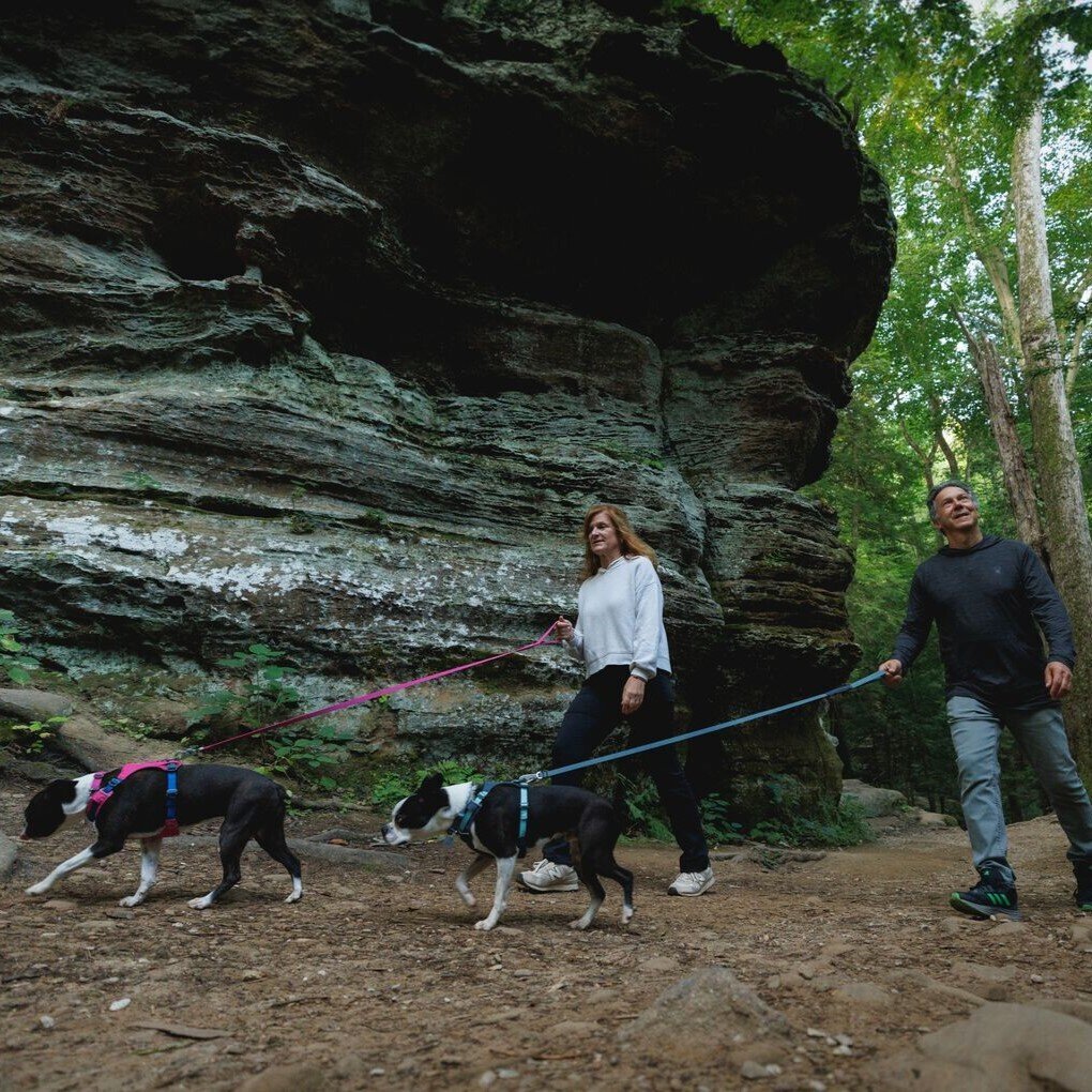 Hi & Light leichtes Hundegeschirr Bild 29