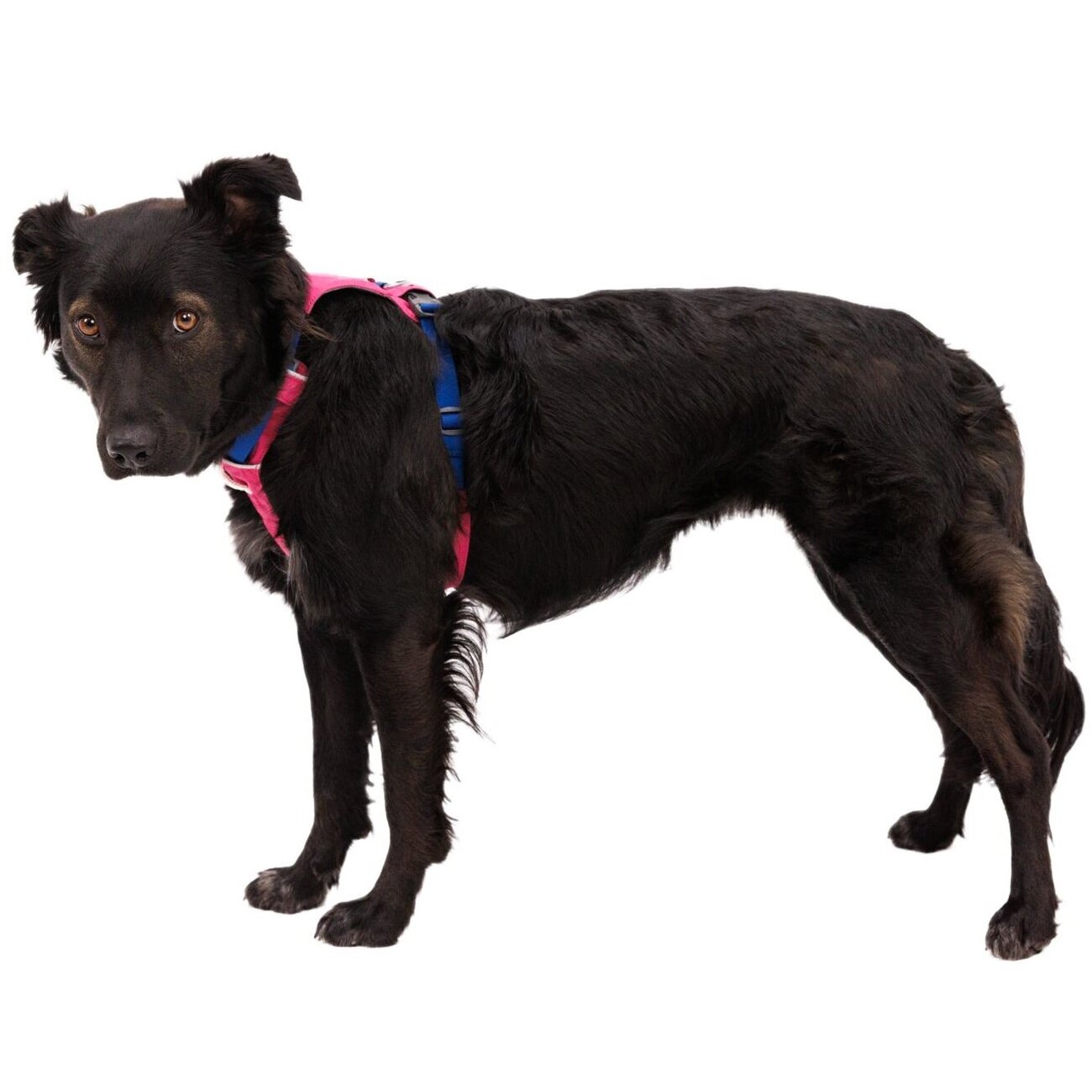 Hi & Light leichtes Hundegeschirr Bild 34