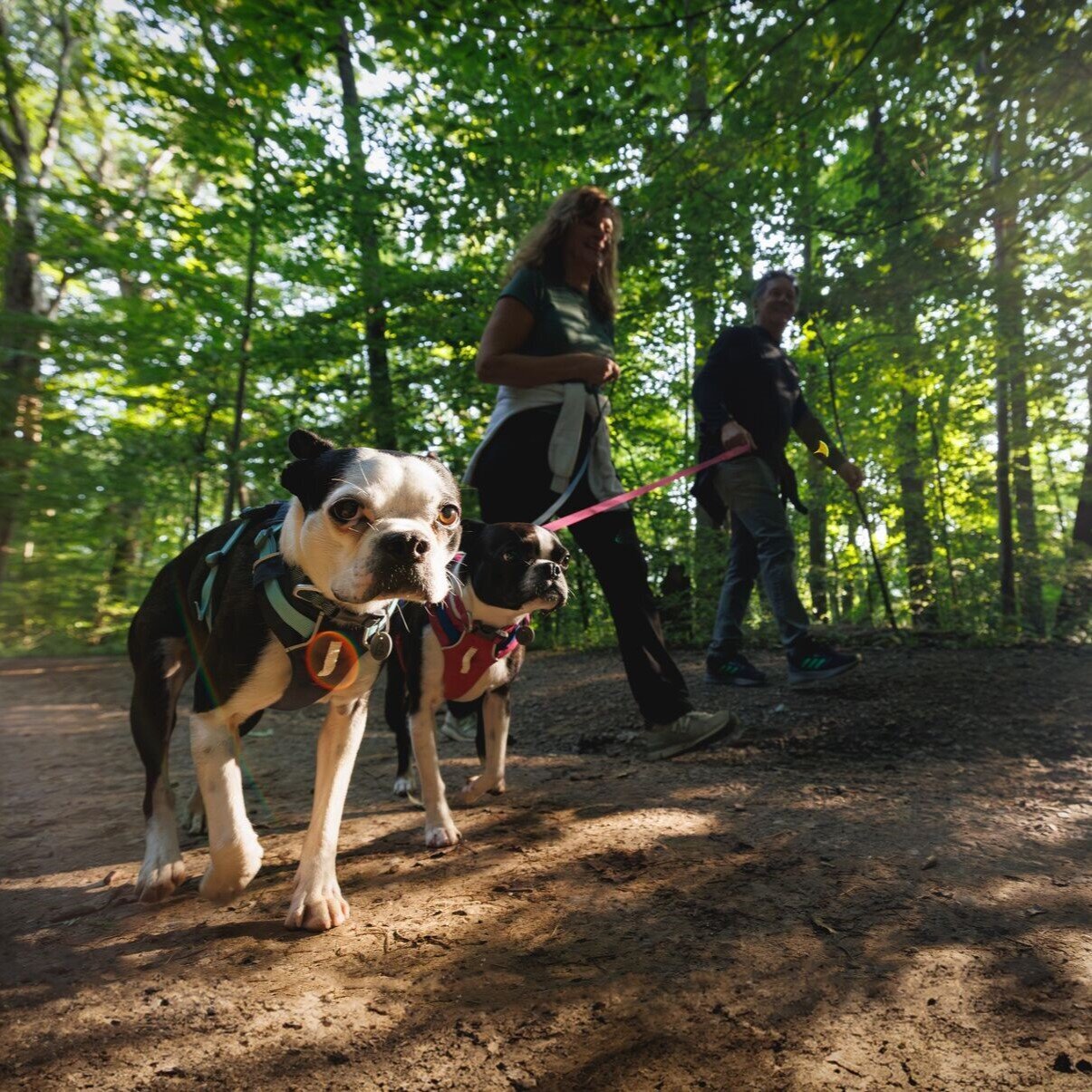 Hi & Light leichtes Hundegeschirr Bild 42