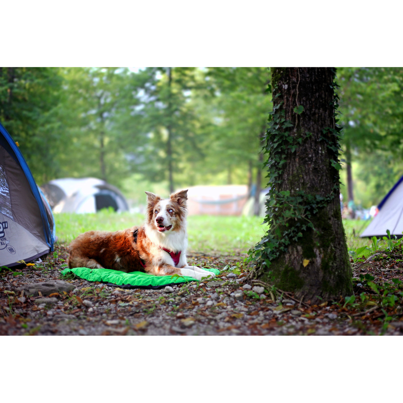 Ruffwear Hundebett Highlands Bed für Outdoor Bild 9