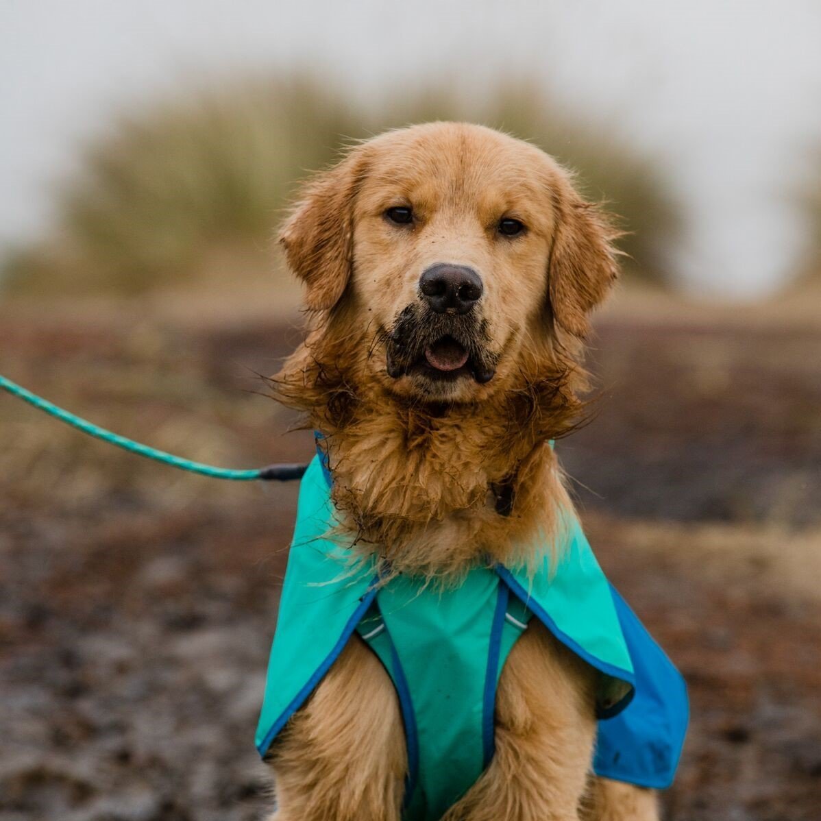 Hunde Regenmantel Sun Shower Bild 4