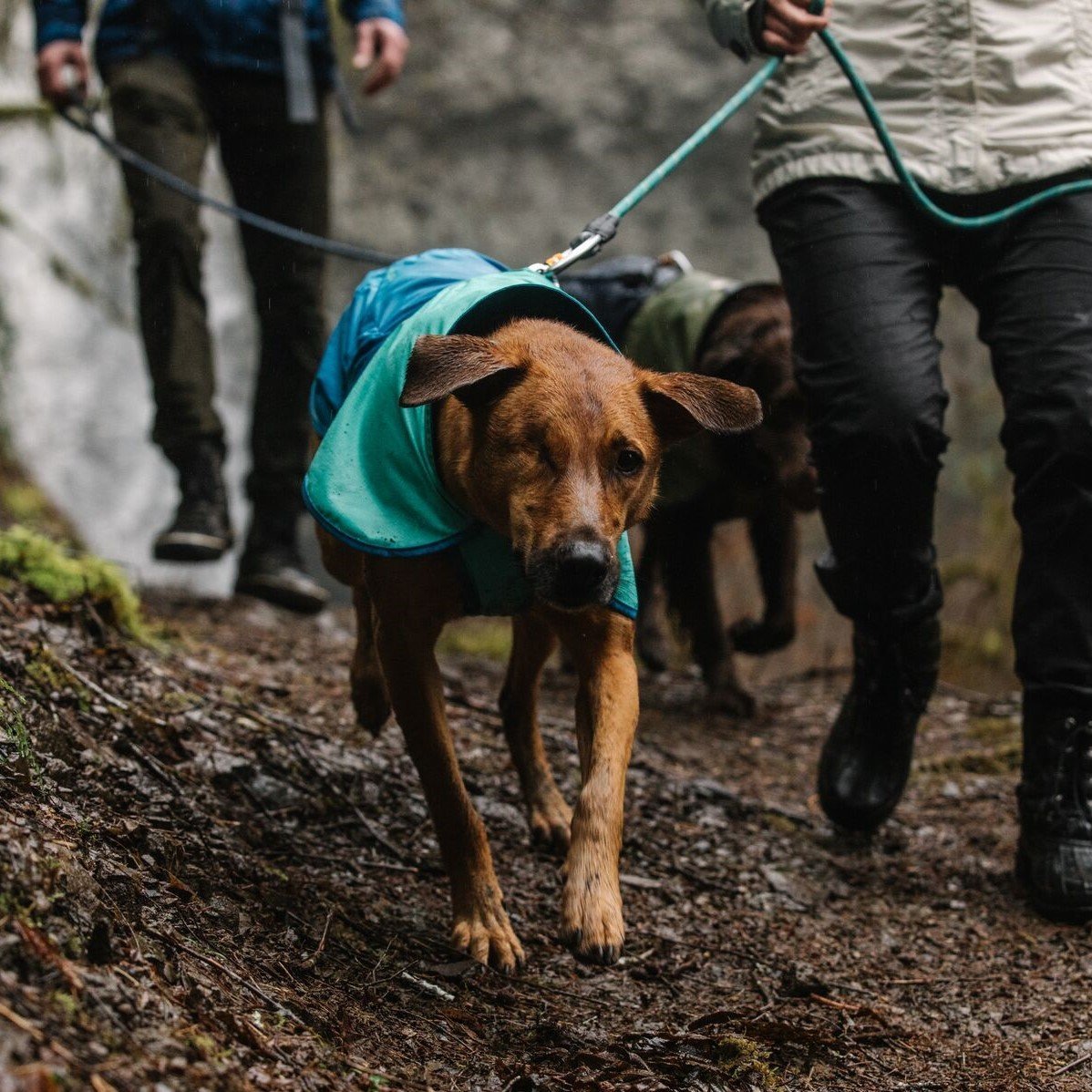 Hunde Regenmantel Sun Shower Bild 29