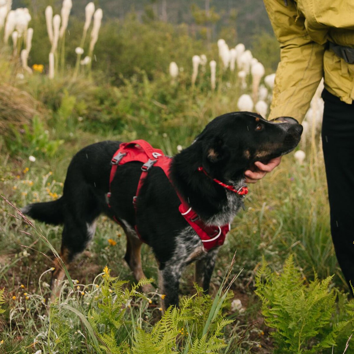 Ruffwear Hundegeschirr Flagline Bild 5