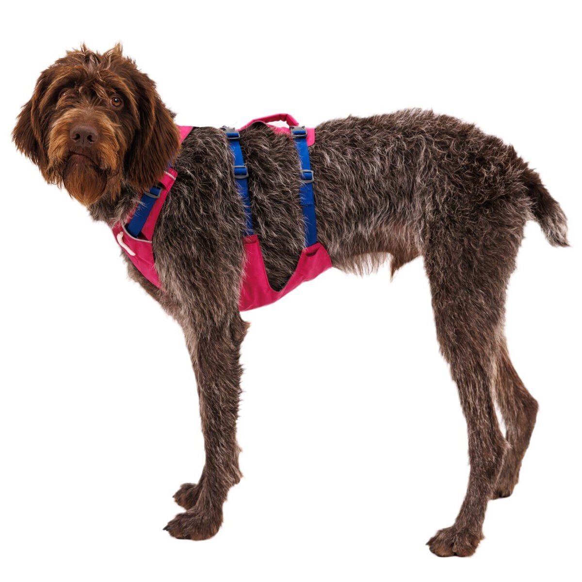 Ruffwear Hundegeschirr Flagline Bild 53