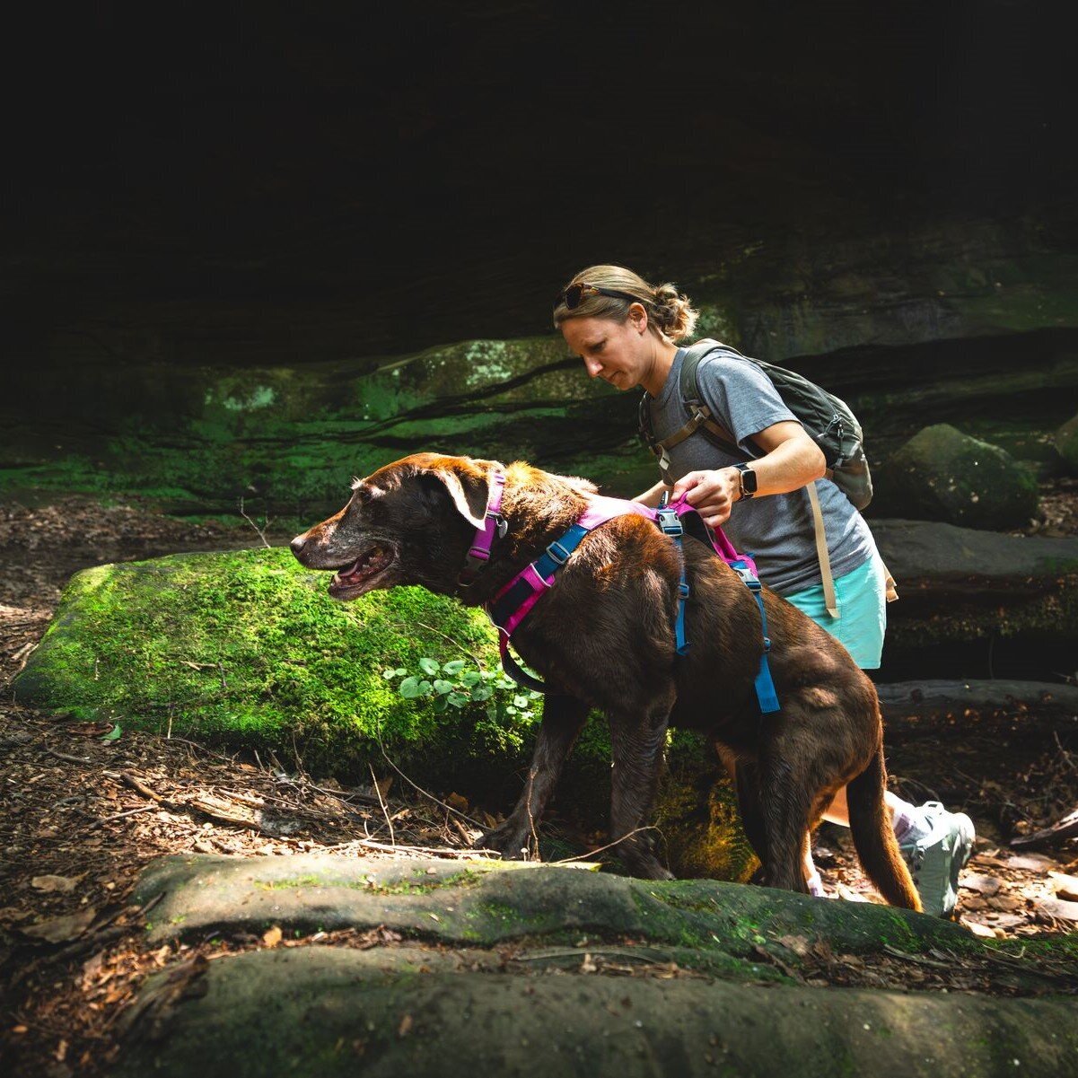 Ruffwear Hundegeschirr Flagline Bild 54