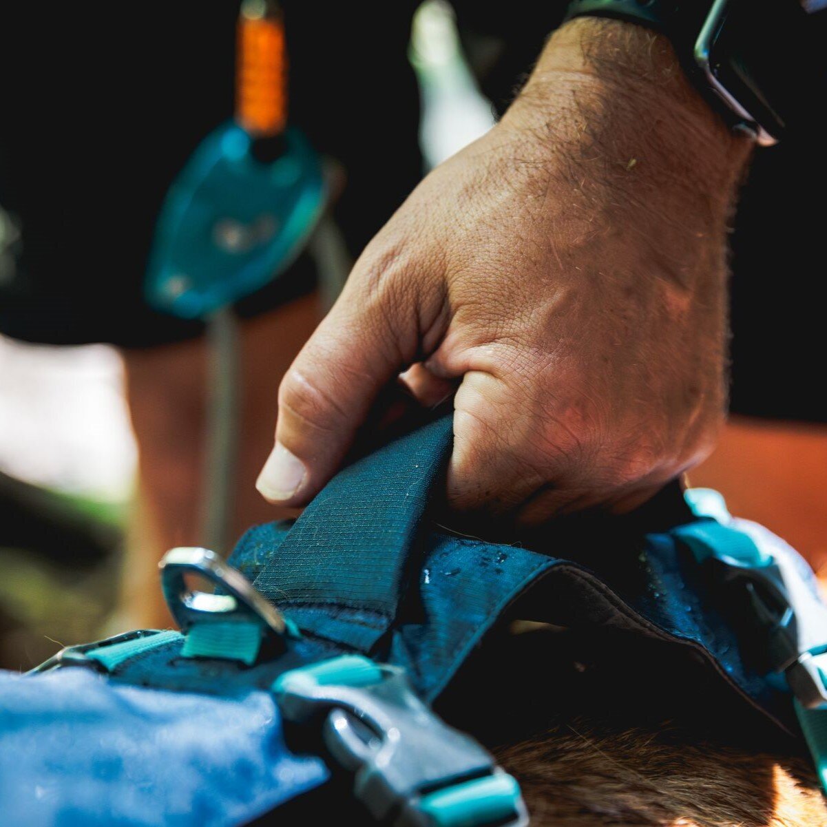 Ruffwear Hundegeschirr Flagline Bild 62