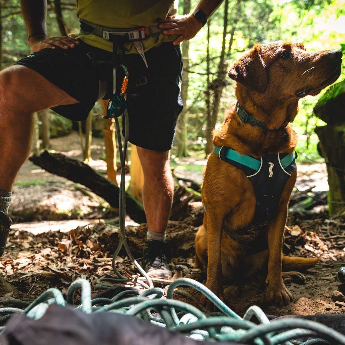 Ruffwear Hundegeschirr Flagline Bild 64