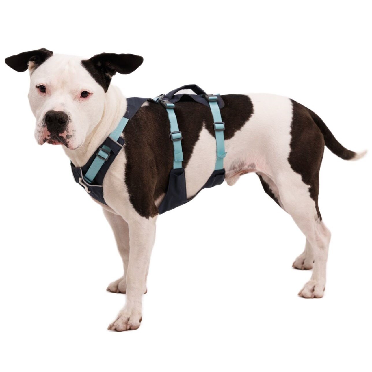 Ruffwear Hundegeschirr Flagline Bild 68